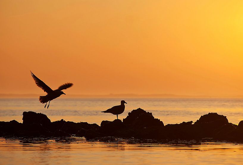 opvliegend par Nadia Daneels