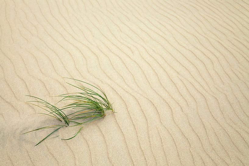 Gras im Sand von Bo Valentino