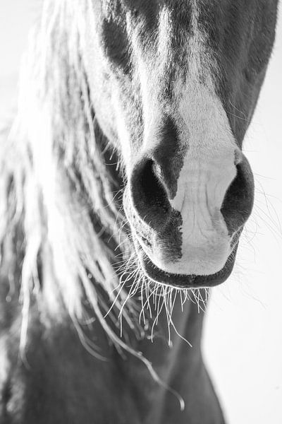 Horsepower in Detail - Horse - Nose by Femke Ketelaar