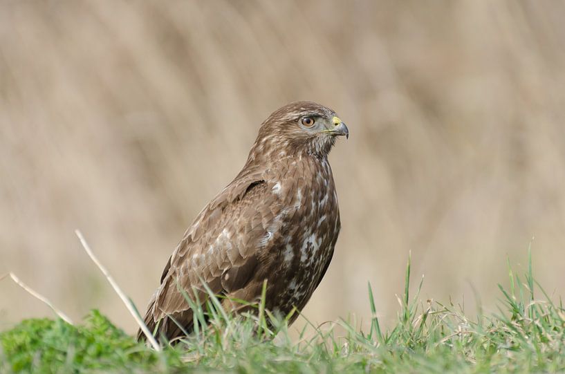 Buse par Mark Bolijn