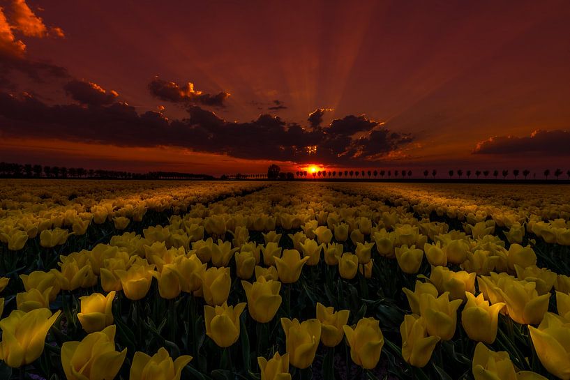 Tulips at Night par Mario Calma