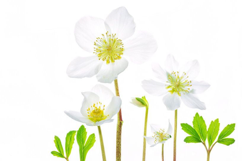 Weihnachtsrose (Helleborus niger) mit weißem Hintergrund von Carola Schellekens