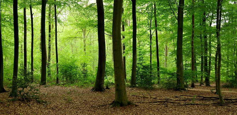 Forest in spring by Corinne Welp
