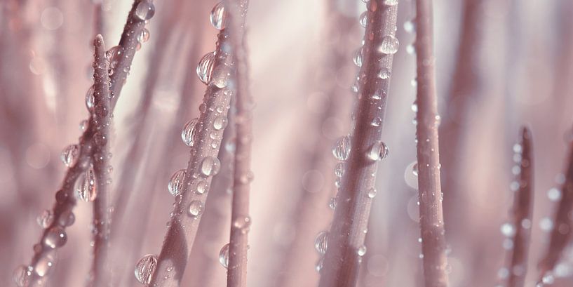 Tropfen von Violetta Honkisz