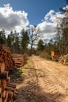 Forstwirtschaftlicher Pfad im Equilibrium