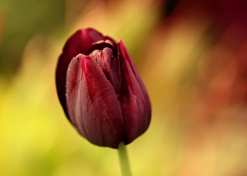 tulip by Yvonne Blokland