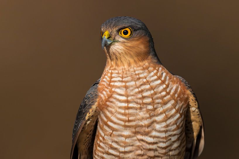 Eurasian Sparrowhawk (Accipiter nisus) by Beschermingswerk voor aan uw muur