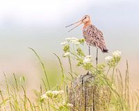 Black-tailed godwit warns family