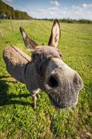 Curious donkey "Pleun" at Landerij de Park