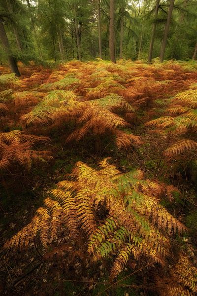 Autumn forest by Moetwil en van Dijk - Fotografie
