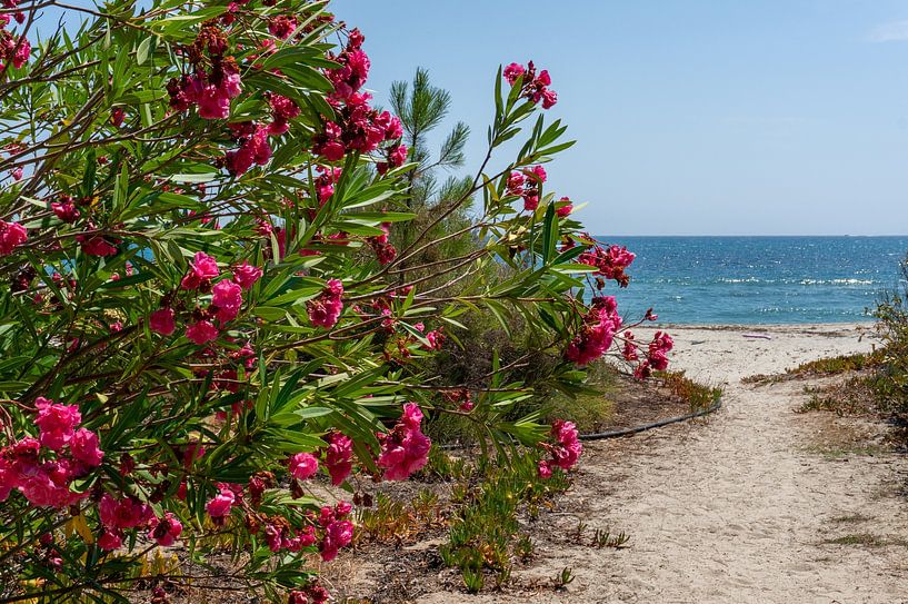 Oleander blossoms on the beach with sandy path Corsica island France by Animaflora PicsStock