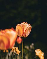 Tulip