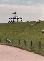 Texel sheeps