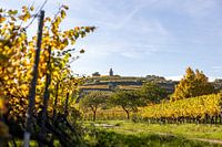 Blick auf die herbstlichen Weinberge und den Flaggenturm (Kaffeemühlchen) in Bad Dürkheim