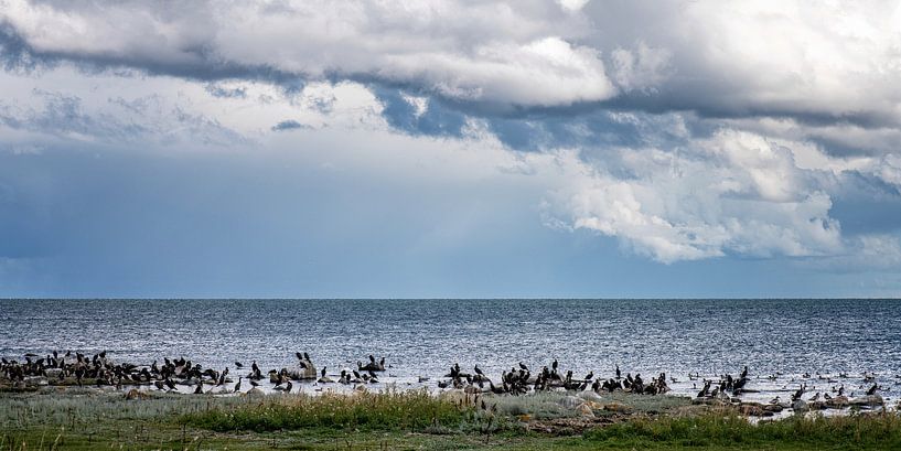 Kormorane in Ruhe von Hanneke Luit