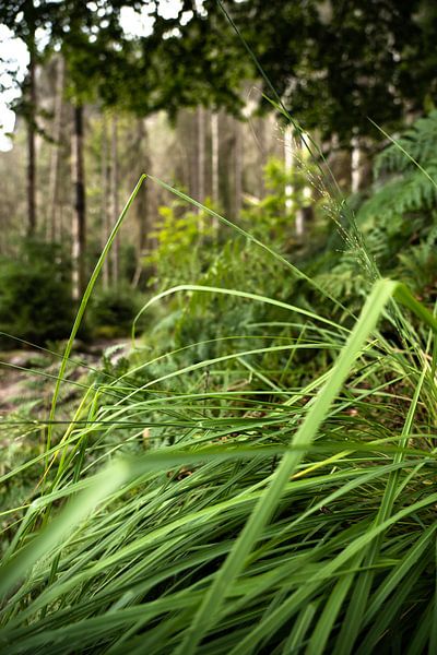 Königsweg, Saxon Switzerland - Grass by the pathside by Pixelwerk