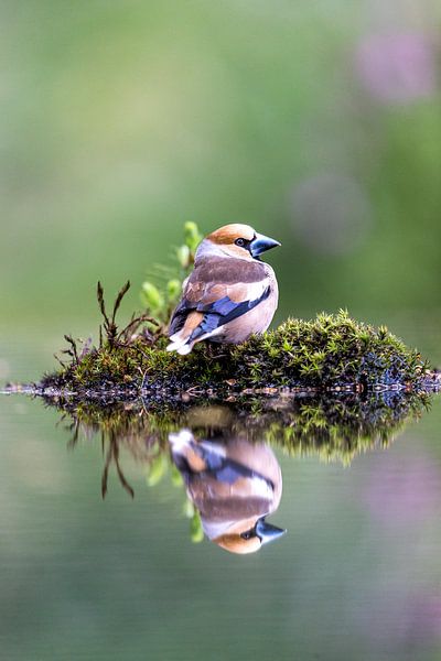 Apple Finch by Apple Brenner
