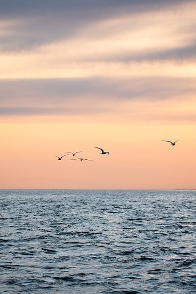 Küstenseeschwalbe auf der Suche nach Nahrung von Manon Verijdt