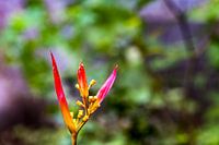 Papageien-Bananenblume - (Heliconia psittacorum)