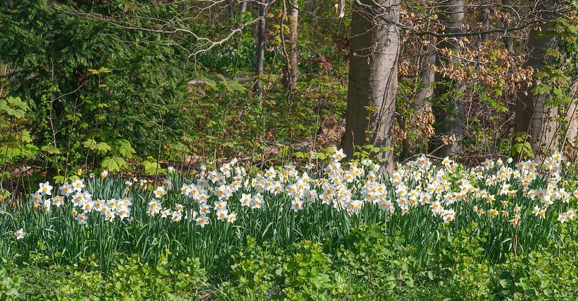 Frühlingsboten am Waldrand von Peter Eckert