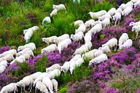 Schafherde, die sich durch das Heidekraut bewegt