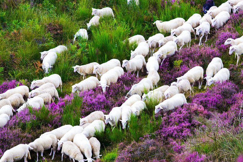 Schafherde, die sich durch das Heidekraut bewegt von Devin Meijer