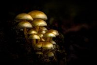 Der Herbst zeigt sich von seiner besten Seite