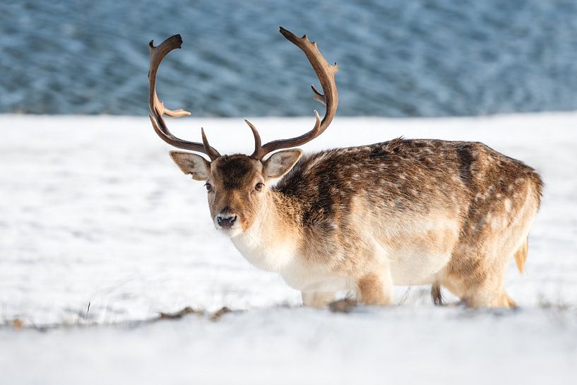 Hert met groot gewei in de sneeuw - damhert van Jolanda Aalbers