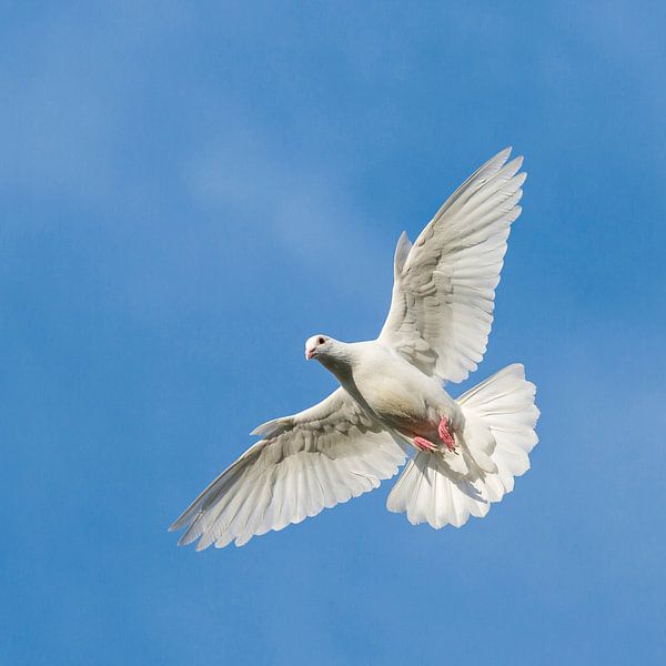 Duif von André Dorst