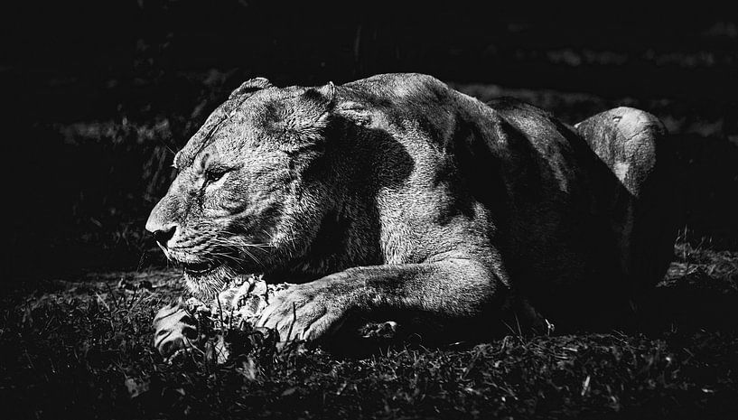 Ma proie ! Un magnifique lion mâche sa proie au Serengeti Park Resort Zoo par Jakob Baranowski - Photography - Video - Photoshop