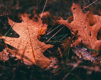 Herbstblätter im Tau
