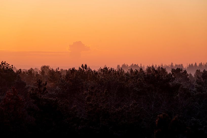 Lueur sur la cime des arbres Paysage forestier serein au lever du soleil par Femke Ketelaar