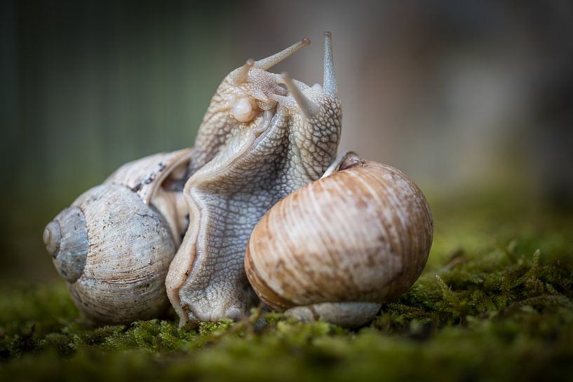 Snail wedding by Jürgen Schmittdiel Photography