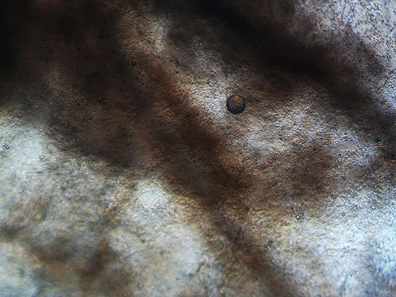 Schale einer Kartoffel von Wijco van Zoelen