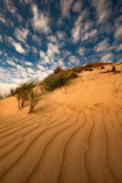 Lines... by Dianne Dijenborgh