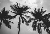 Palm trees in black and white on the Boulevard in Valencia