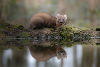 Baummarder am Wasser