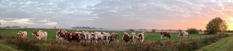 Nieuwsgierige koeien par Lieke Roodbol