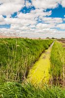 Groen slootje in de polder
