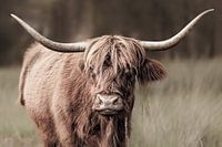 Majestätischer schottischer Highlander, fotografiert im Naturschutzgebiet Stippelberg, Deurne. Eine zeitlose Darstellung von Ruhe und natürlicher Schönheit.