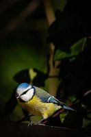 Blue Tit