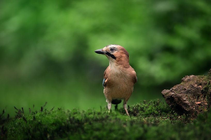Eichelhäher (Garrulus glandarius) von Gerben De Schuiteneer