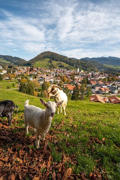 Blick auf Oberstaufen, Staufen und die Allgäuer Alpen mit süßen Ziegen von Leo Schindzielorz