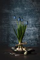 Blue grapes on platter