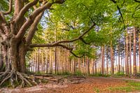 Un hêtre caractéristique à Bakkeveen.