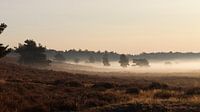 Nebel auf der Heide bei Vierhouten