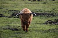 Highlander écossais sur la VeluweZoom