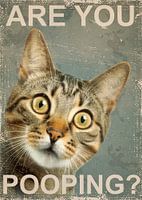 Lustige Katze Sind Sie Pooping