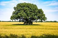 Large tree in grain field