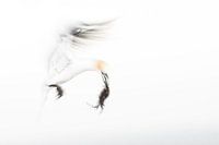 Fou de Bassan avec du matériel de nidification